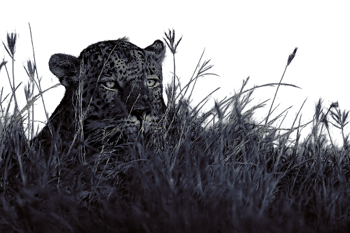 Leopard in tall grass