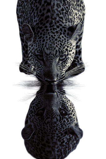 Leopard Reflection
