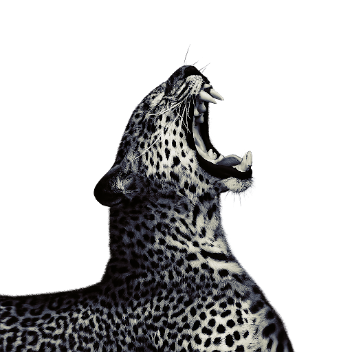 Leopard roaring