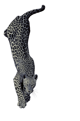 Leopard walking down
